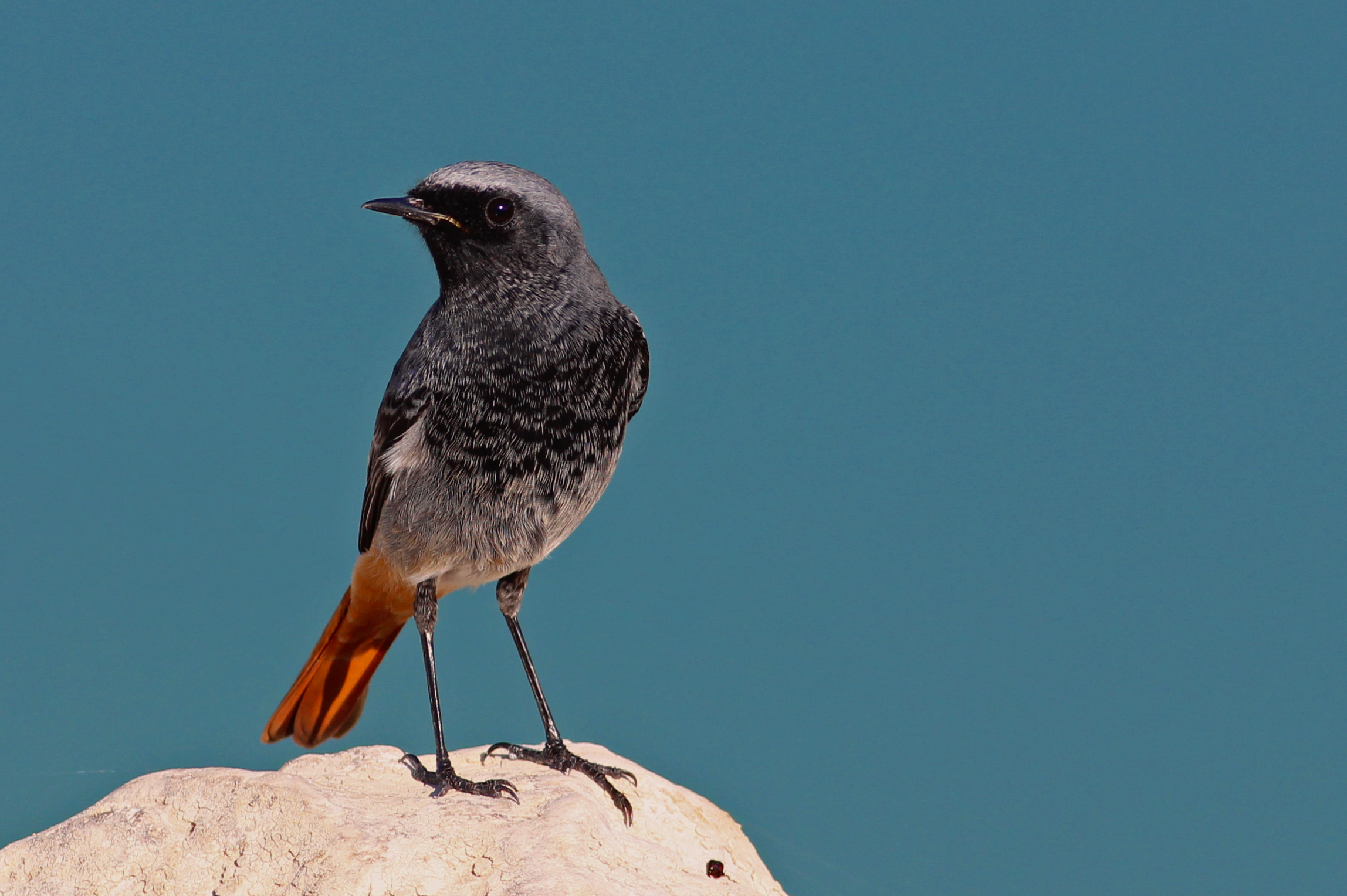Black Redstart